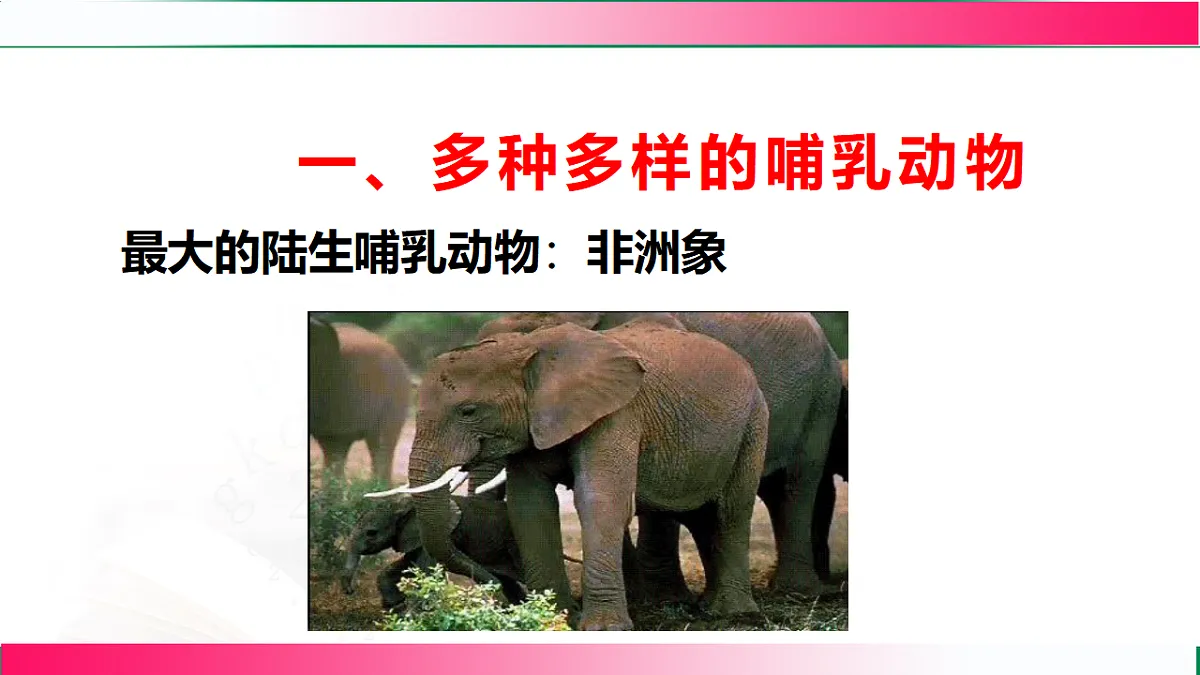 17801264第4页