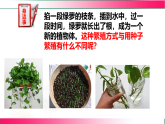 6.1.1.2 被子植物的生殖（二、无性生殖）2025-2026学年2024冀少版八年级生物下册教学同步课件