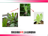 6.1.1.2 被子植物的生殖（二、无性生殖）2025-2026学年2024冀少版八年级生物下册教学同步课件
