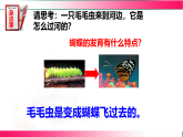 6.1.2.1 动物的生殖和发育（一、昆虫的生殖和发育）2025-2026学年2024冀少版八年级生物下册教学同步课件