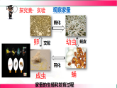6.1.2.1 动物的生殖和发育（一、昆虫的生殖和发育）2025-2026学年2024冀少版八年级生物下册教学同步课件
