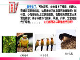 6.1.2.2 动物的生殖和发育（二、两栖类、鸟类的生殖和发育）2025-2026学年2024冀少版八年级生物下册教学同步课件