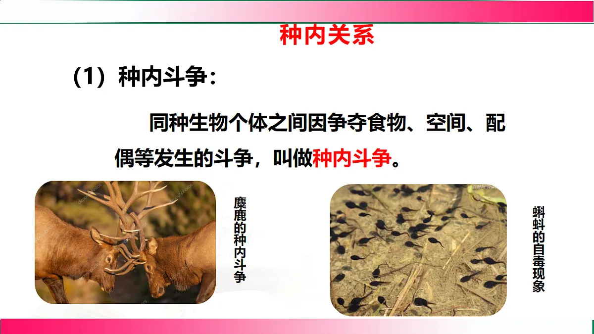 17801441第7页