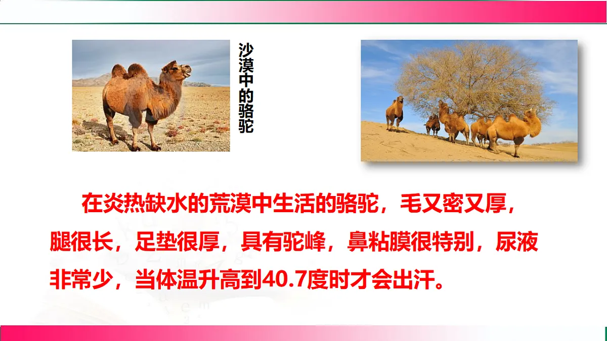 17801442第7页