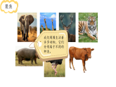 小学科学新教科版三年级下册2.1.不同种类的动物  教学课件（2026春）
