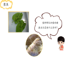 小学科学新教科版三年级下册2.3.迎接蚕宝宝的到来  教学课件（2026春）