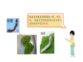 小学科学新教科版三年级下册2.4.幼蚕在生长   教学课件（2026春）