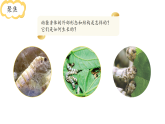 小学科学新教科版三年级下册2.4.幼蚕在生长   教学课件（2026春）