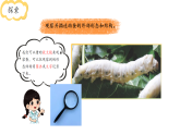 小学科学新教科版三年级下册2.4.幼蚕在生长   教学课件（2026春）