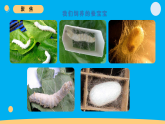 小学科学新教科版三年级下册2.5.蚕变了新模样   教学课件（2026春）