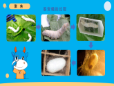 小学科学新教科版三年级下册2.5.蚕变了新模样   教学课件（2026春）