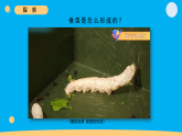 小学科学新教科版三年级下册2.5.蚕变了新模样   教学课件（2026春）
