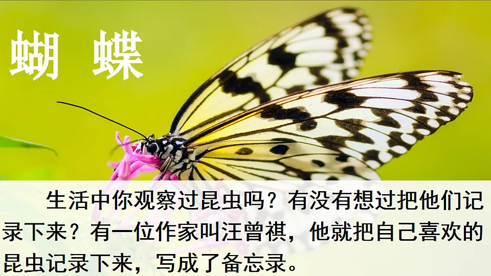 4 昆虫备忘录【优质版】第2页