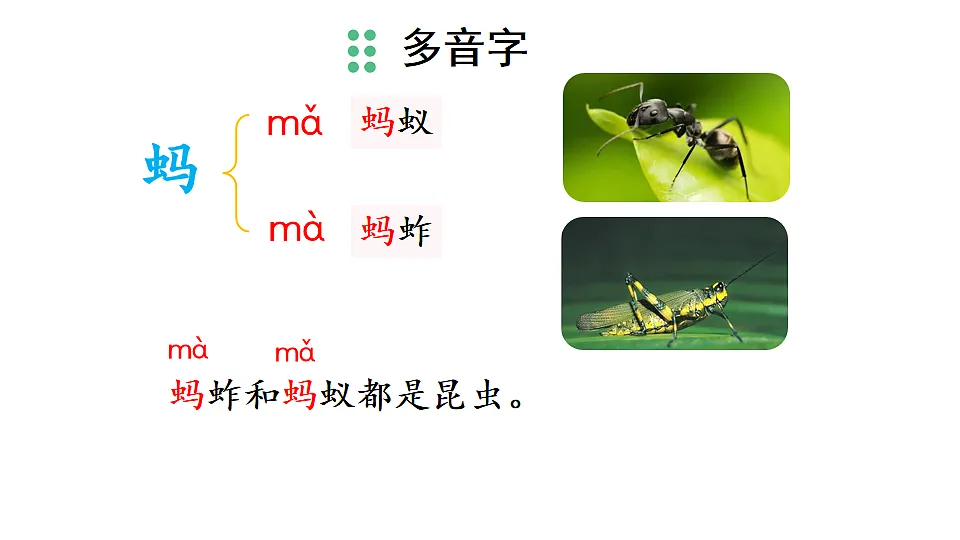 4 昆虫备忘录【优质版】第7页