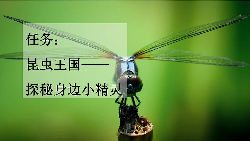 4 昆虫备忘录【新课标版】第2页