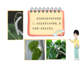 小学科学新教科版三年级下册第二单元3.迎接蚕宝宝的到来  教学课件（2026春）