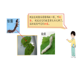 小学科学新教科版三年级下册第二单元4.幼蚕在生长  教学课件（2026春）