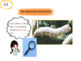 小学科学新教科版三年级下册第二单元4.幼蚕在生长  教学课件（2026春）