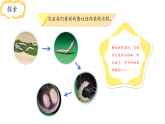 小学科学新教科版三年级下册第二单元5.蚕变了新模样  教学课件（2026春）
