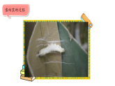 小学科学新教科版三年级下册第二单元5.蚕变了新模样  教学课件（2026春）
