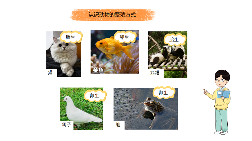 17809243第7页