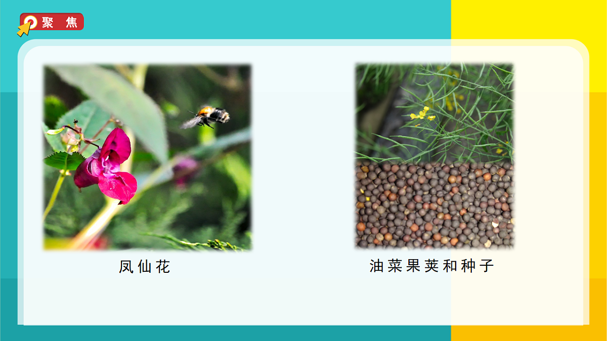 7.种子的传播第4页