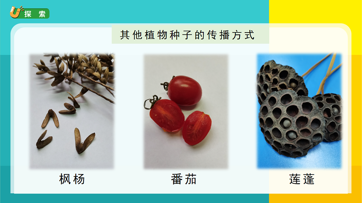 7.种子的传播第7页