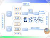 4.2.2.1食物的消化（课件）2025-2026学年人教版（2024）生物七年级下册