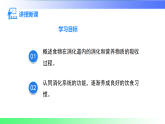 4.2.2.2营养物质的吸收（课件）2025-2026学年人教版（2024）生物七年级下册