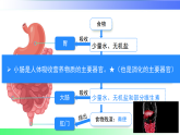 4.2.2.2营养物质的吸收（课件）2025-2026学年人教版（2024）生物七年级下册
