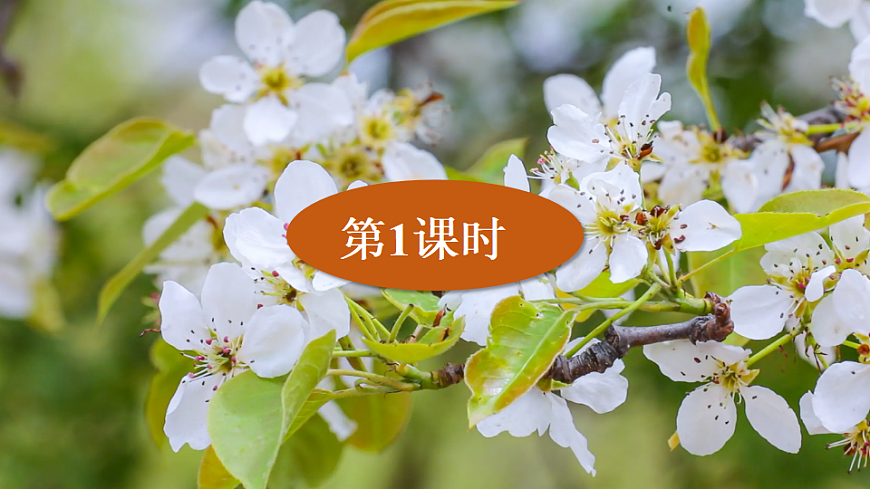 14 驿路梨花第2页