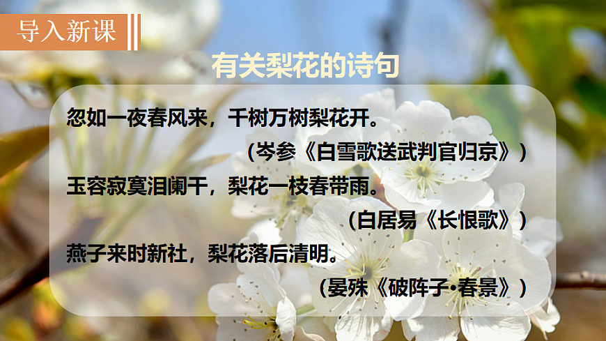 14 驿路梨花第3页