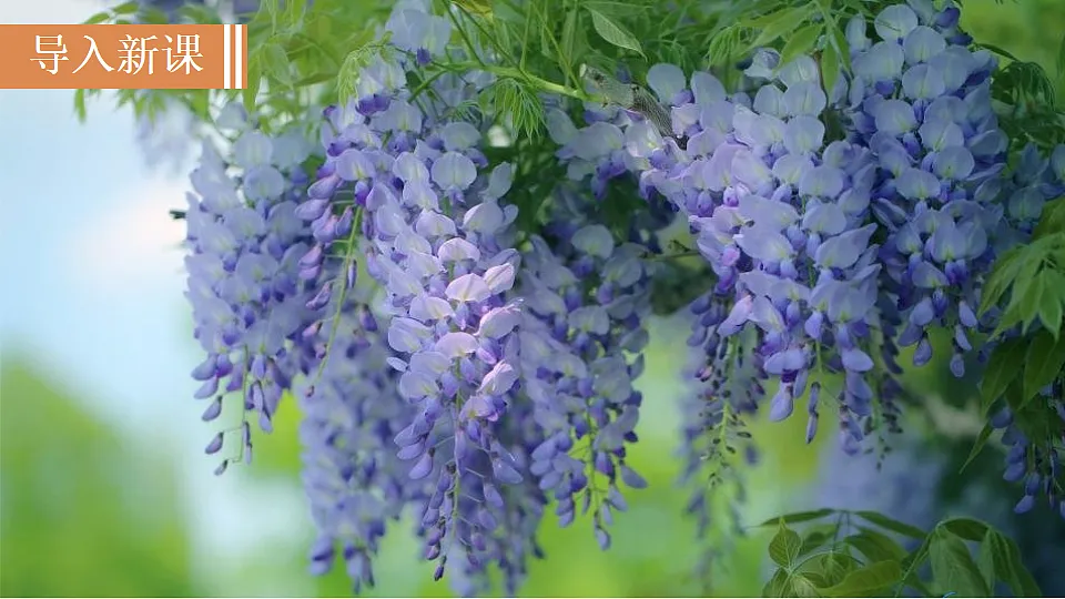 19　紫藤萝瀑布第3页