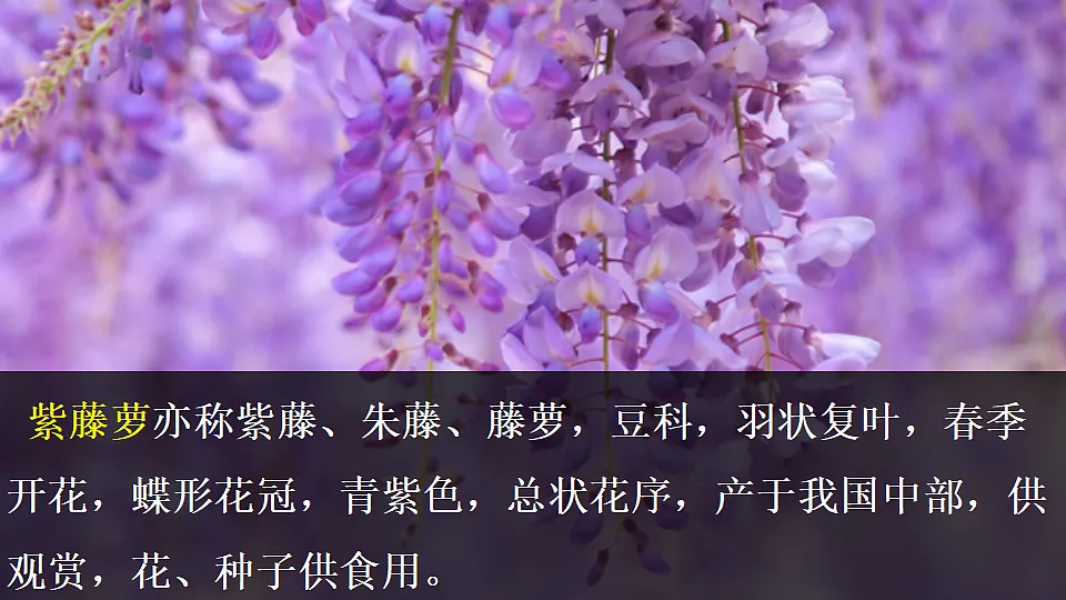 19　紫藤萝瀑布第5页