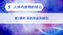 初中生物人教版（2024）七年级下册人体内废物的排出多媒体教学ppt课件