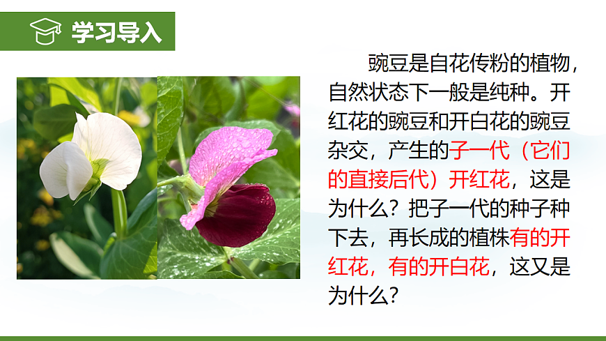 6.2.3 基因的显性和隐性 第3页