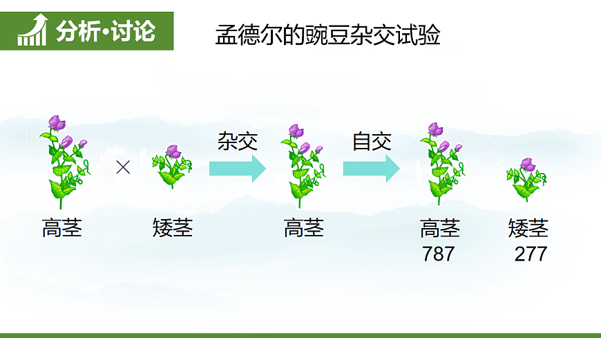 6.2.3 基因的显性和隐性 第5页