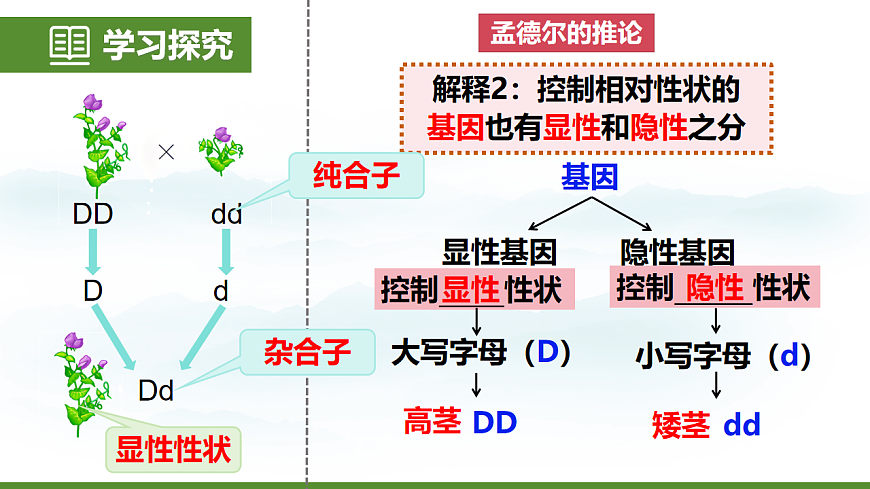 6.2.3 基因的显性和隐性 第7页