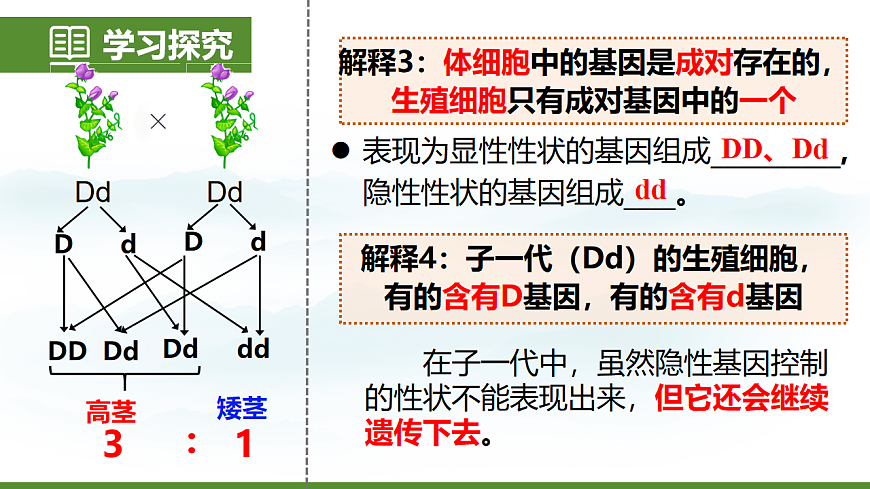 6.2.3 基因的显性和隐性 第8页