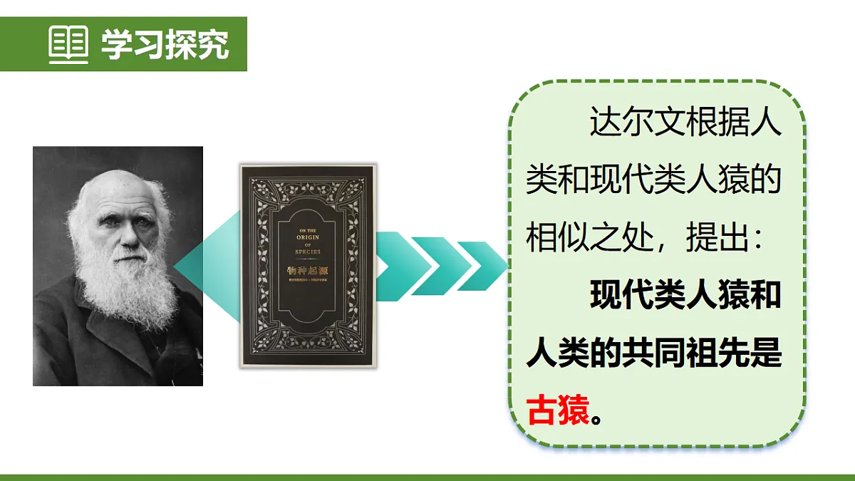 6.3.4 人类的起源 第4页