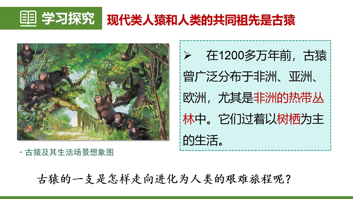6.3.4 人类的起源 第7页