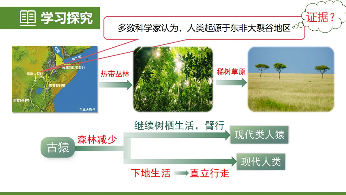 6.3.4 人类的起源 第8页