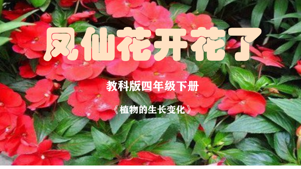 教科版年级下册科学1.5《凤仙花开花了》课件第1页