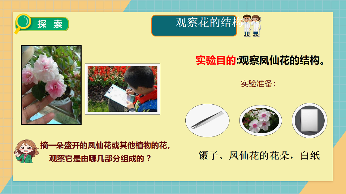 教科版年级下册科学1.5《凤仙花开花了》课件第3页