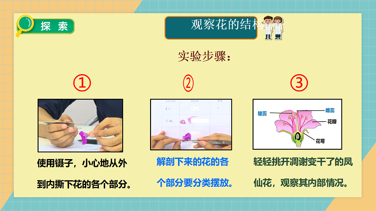 教科版年级下册科学1.5《凤仙花开花了》课件第4页