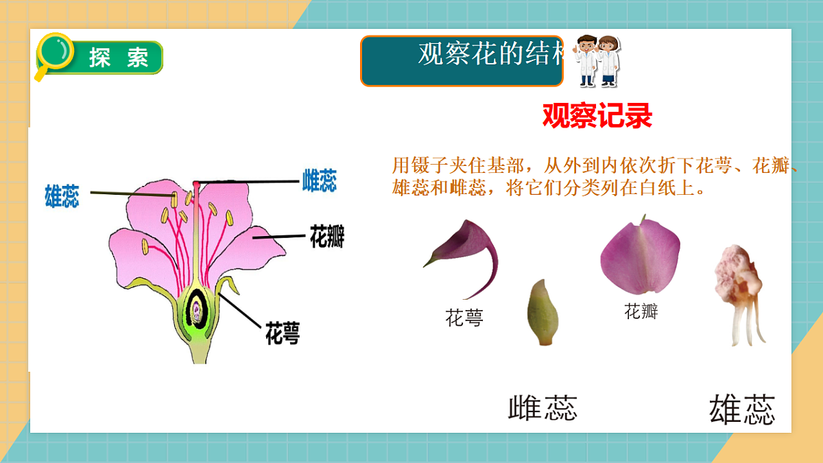 教科版年级下册科学1.5《凤仙花开花了》课件第6页