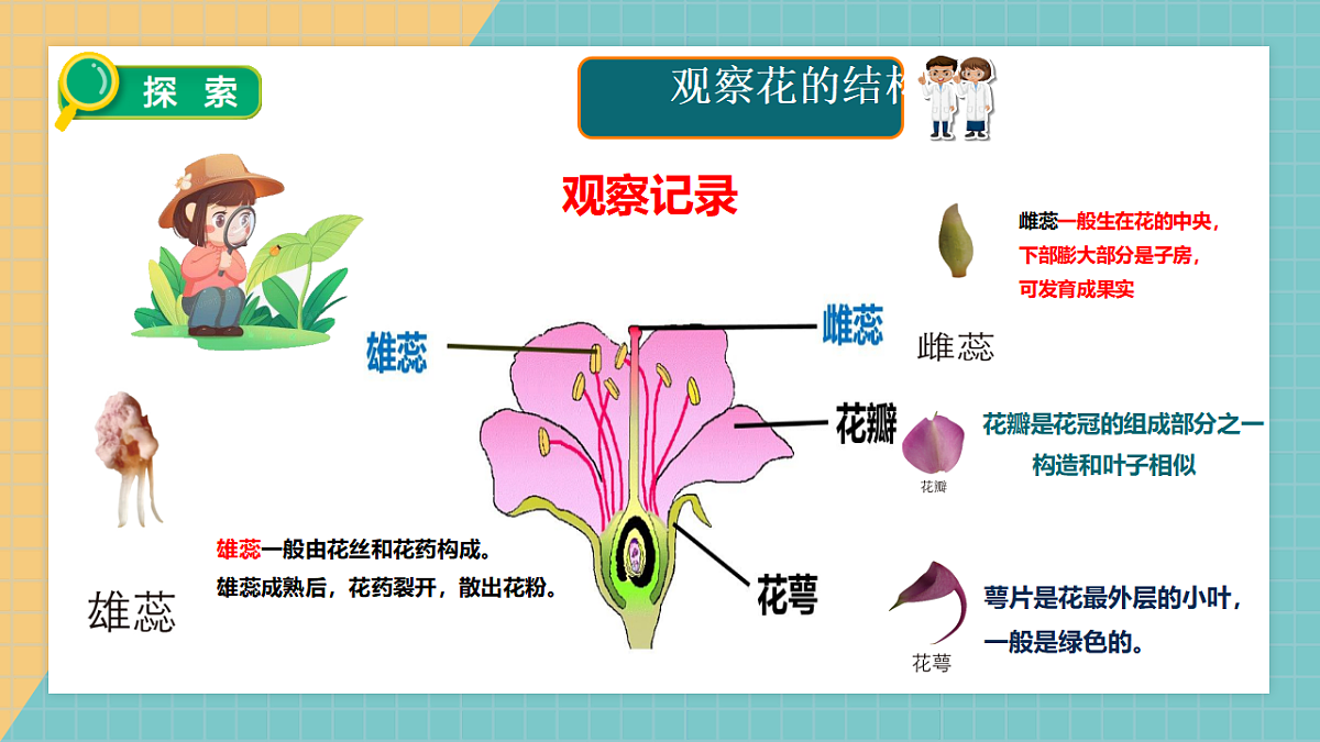 教科版年级下册科学1.5《凤仙花开花了》课件第7页
