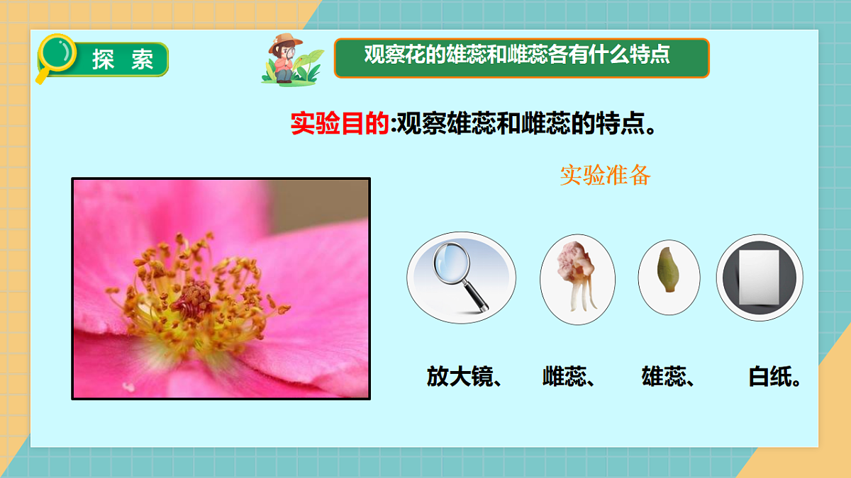 教科版年级下册科学1.5《凤仙花开花了》课件第8页
