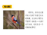 2026年统编版语文三下 20灰雀（课件）