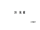 2026年统编版语文三下 20灰雀（课件）